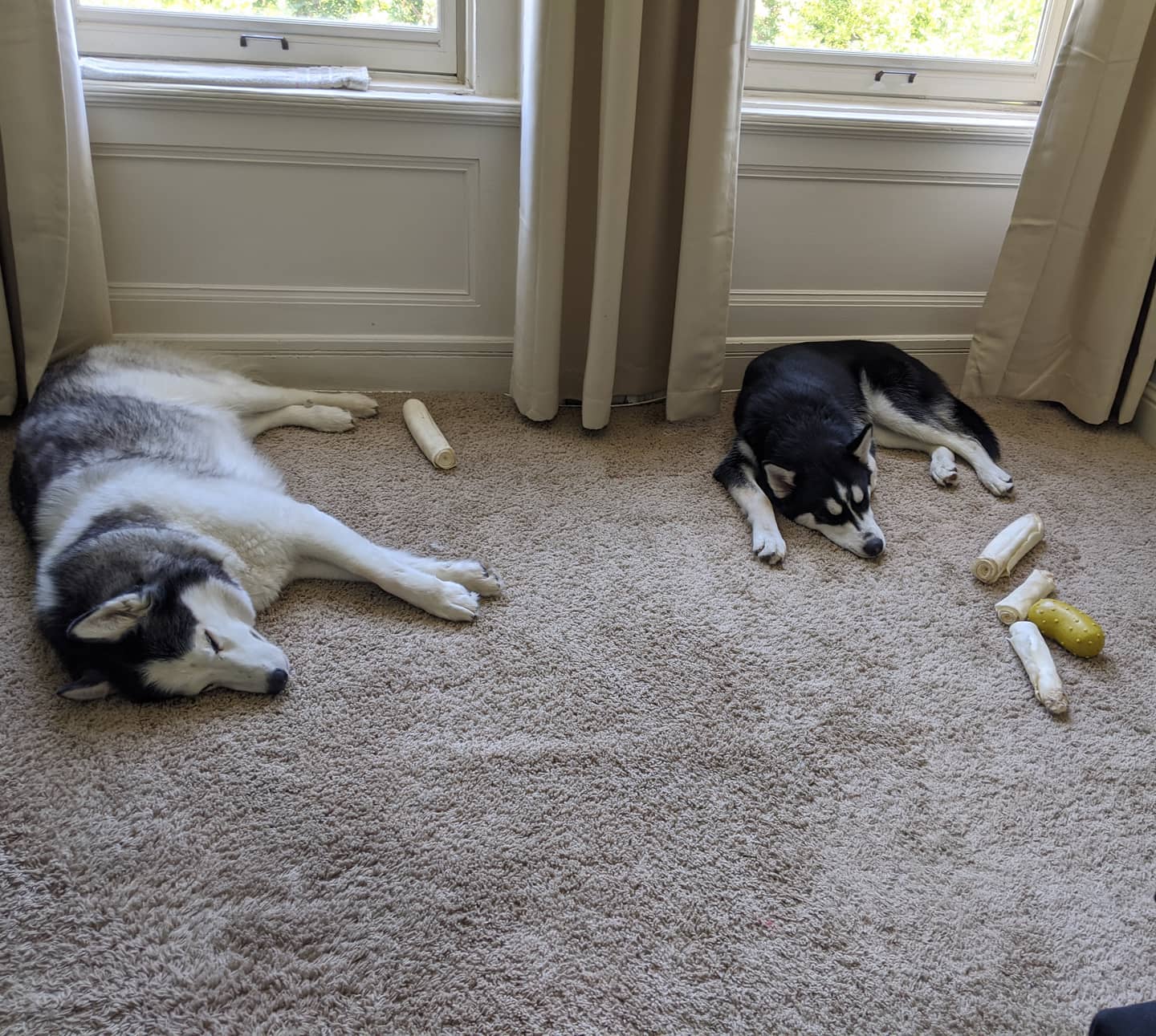 Peace and quiet... Gotta love the fact that Nanuq has hoarded the rawhides and toys though... #stlnanuq #stlloki #huskiesofinstagram #siberianhusky