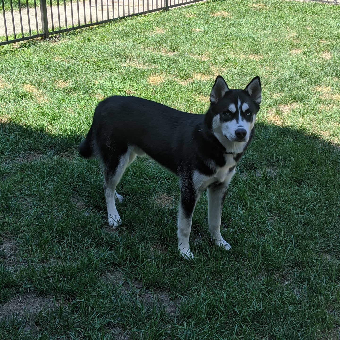 Wait... What happened to that little puppy?!?? #stlnanuq #siberianhusky #huskiesofinstagram