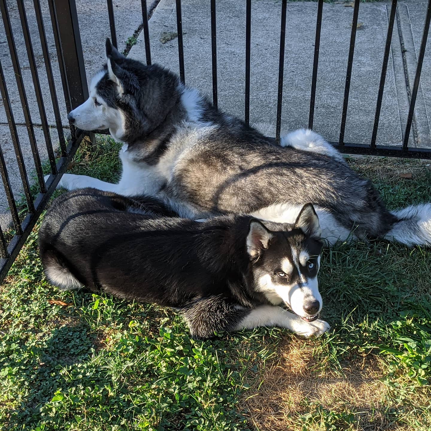 Caught enjoying the last of today's sun #stlnanuq #stlloki #huskiesofinstagram #siberianhusky