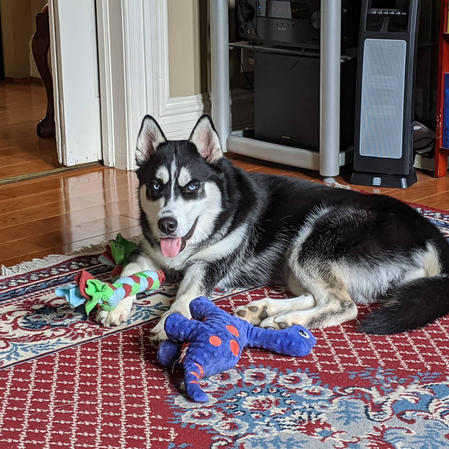 My little Smaug with his toys over here... #stlnanuq #huskiesofinstagram #siberianhusky