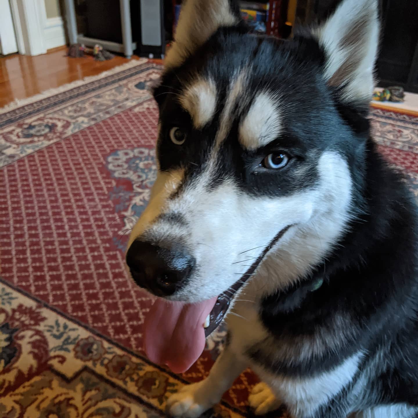 This face always makes me smile. #stlnanuq #huskiesofinstagram #siberianhusky