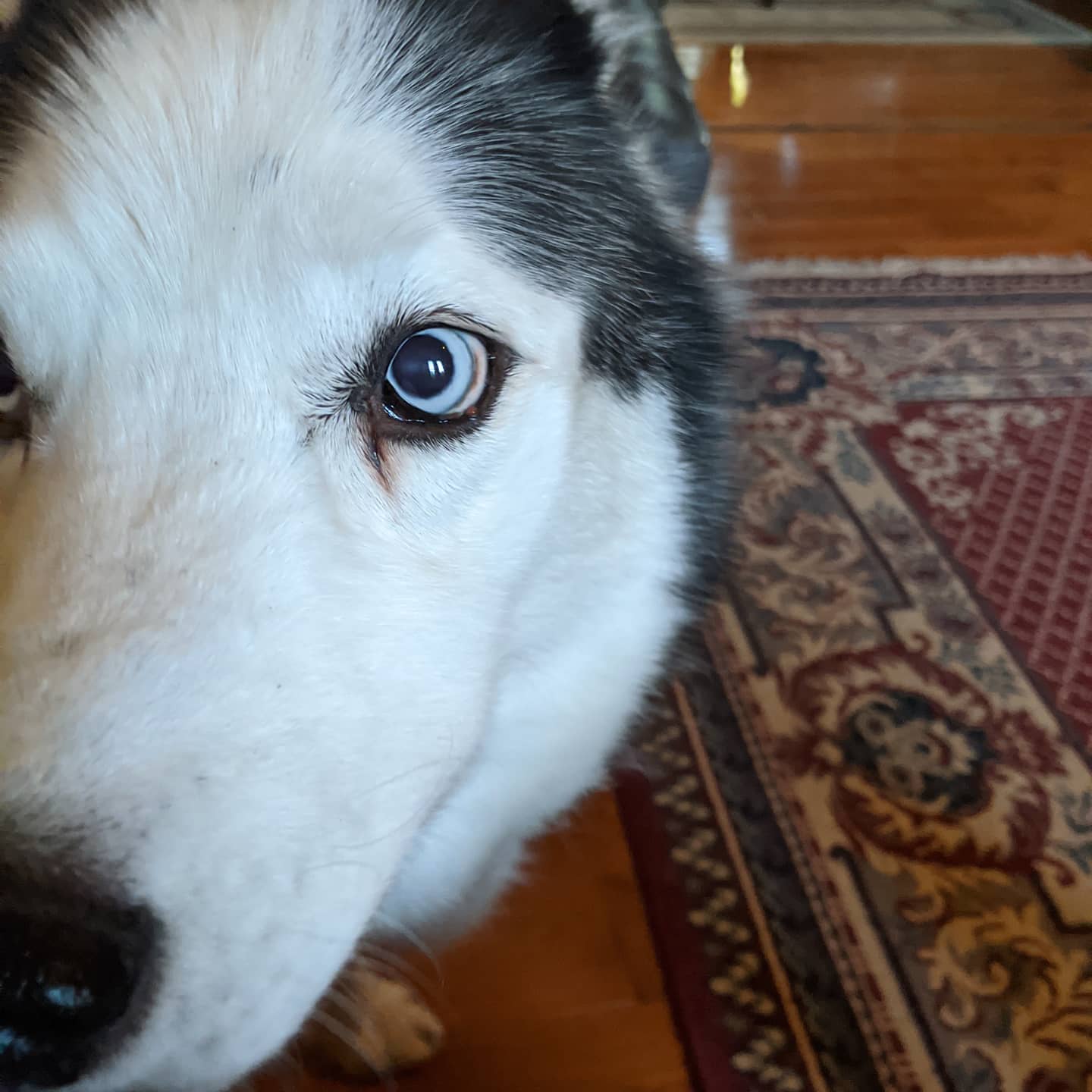 And here is Loki giving me the side eye #stlloki #huskiesofinstagram #siberianhusky