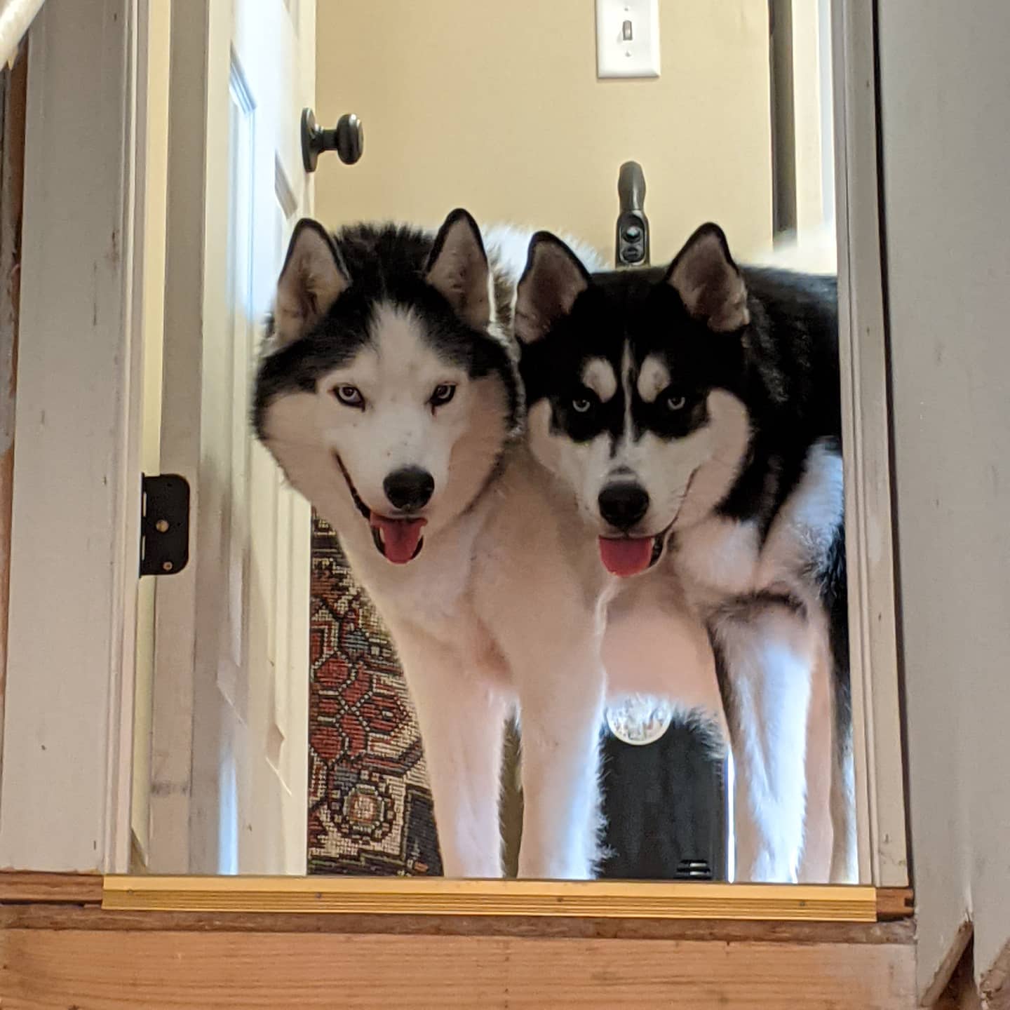 Hey... Whatcha doin' in the basement? #stlloki #stlnanuq #huskiesofinstagram #siberianhusky