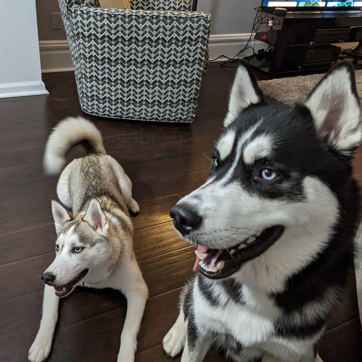 Another great picture of the twins last night #stlhuskymishka #stlnanuq #siberianhusky #huskiesofinstagram