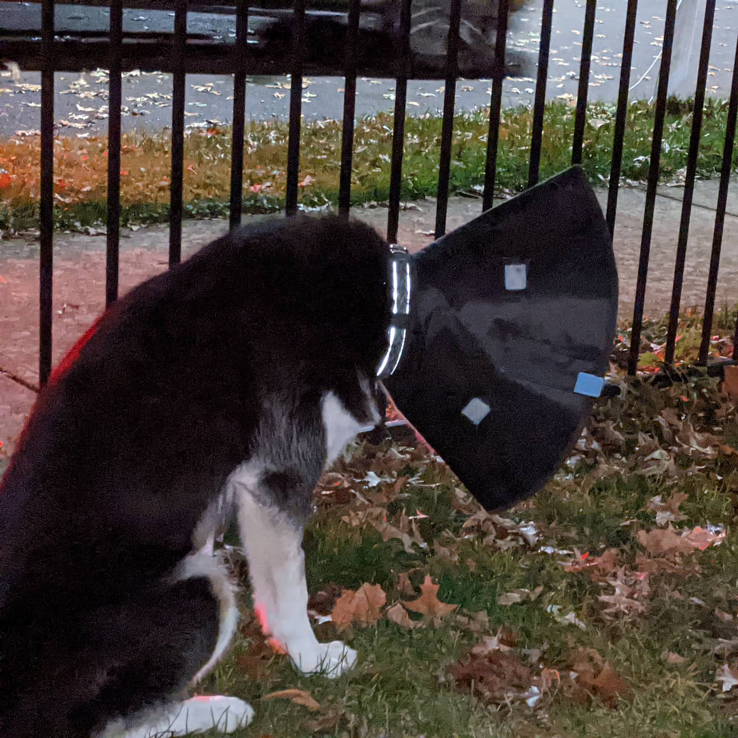 Someone is not happy about the post vet visit cone. By the way he is 8 months old and 62lb. #stlnanuq #siberianhusky #huskiesofinstagram