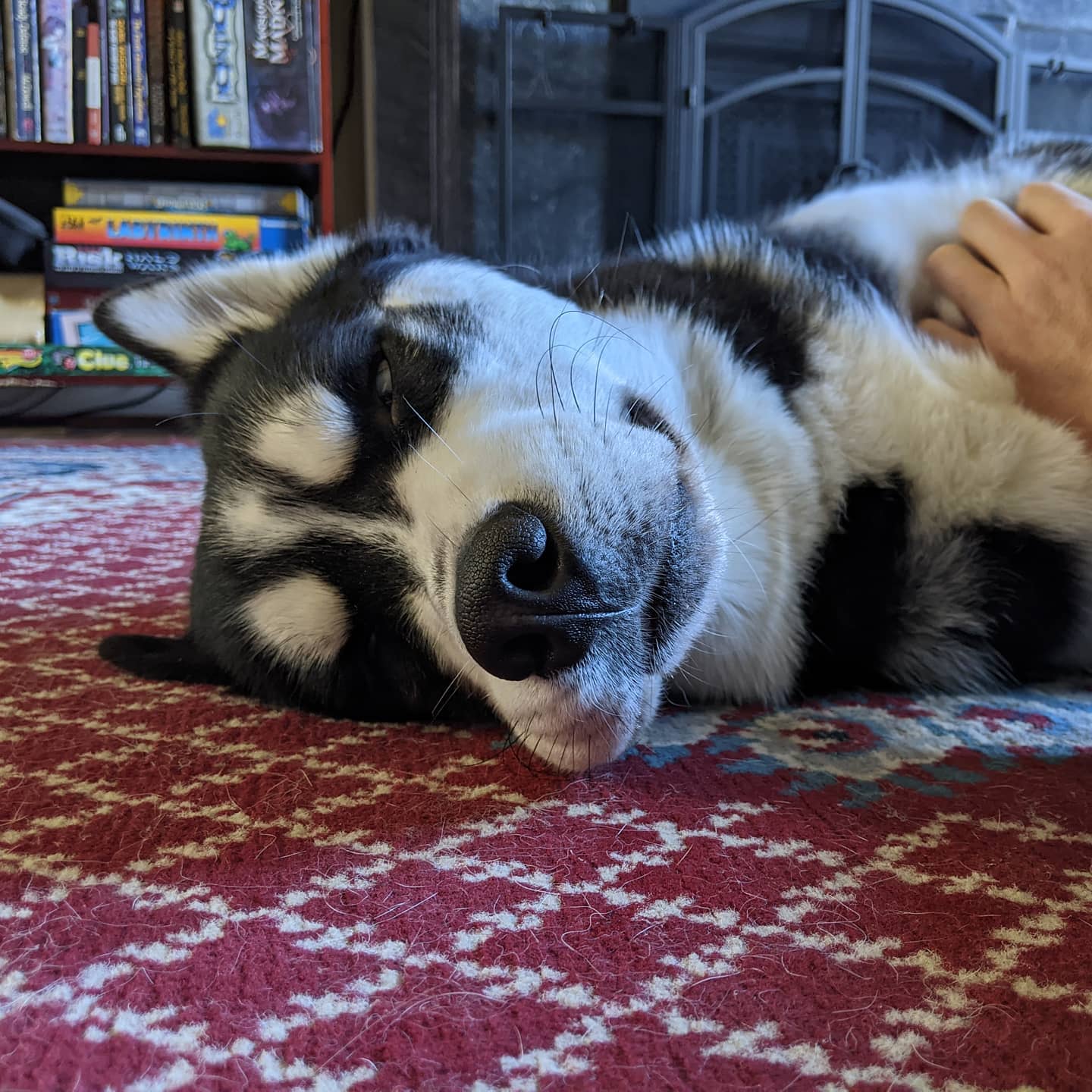 Lazy Saturday #stlnanuq #siberianhusky #huskiesofinstagram