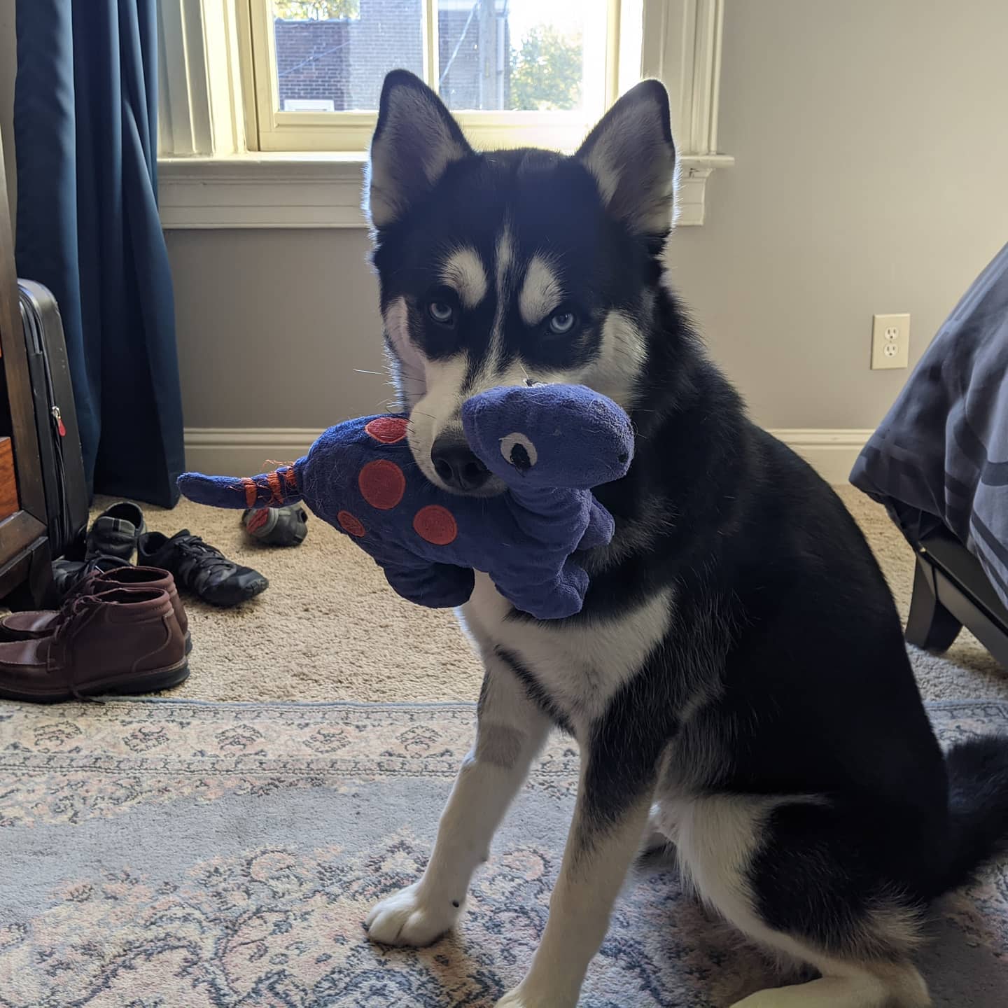 He has had this dino since we got him and his sister back in April. He doesn't appreciate it when others mess with it #stlnanuq #siberianhusky #huskiesofinstagram