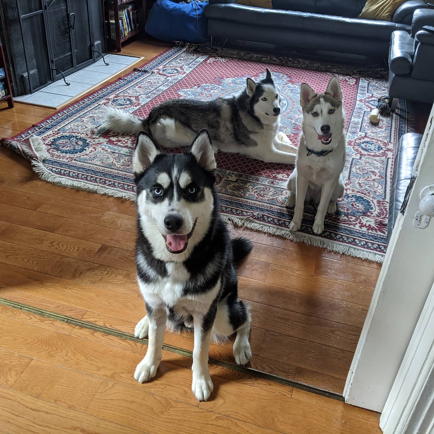 Awww... The siblings... #stlloki #stlnanuq #stlhuskymishka #siberianhusky #huskiesofinstagram