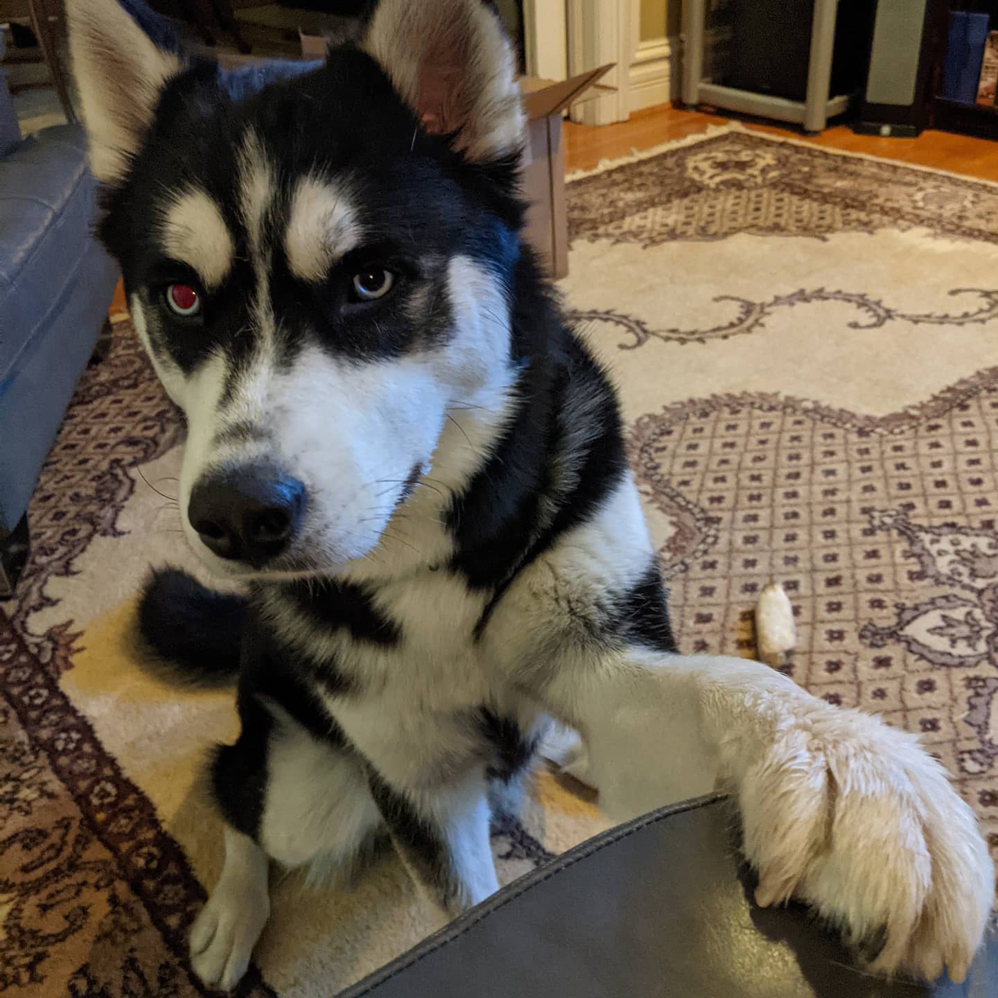 Excuse me sir, may I talk to you about the gospel of "Play"? #stlnanuq #huskiesofinstagram #siberianhusky