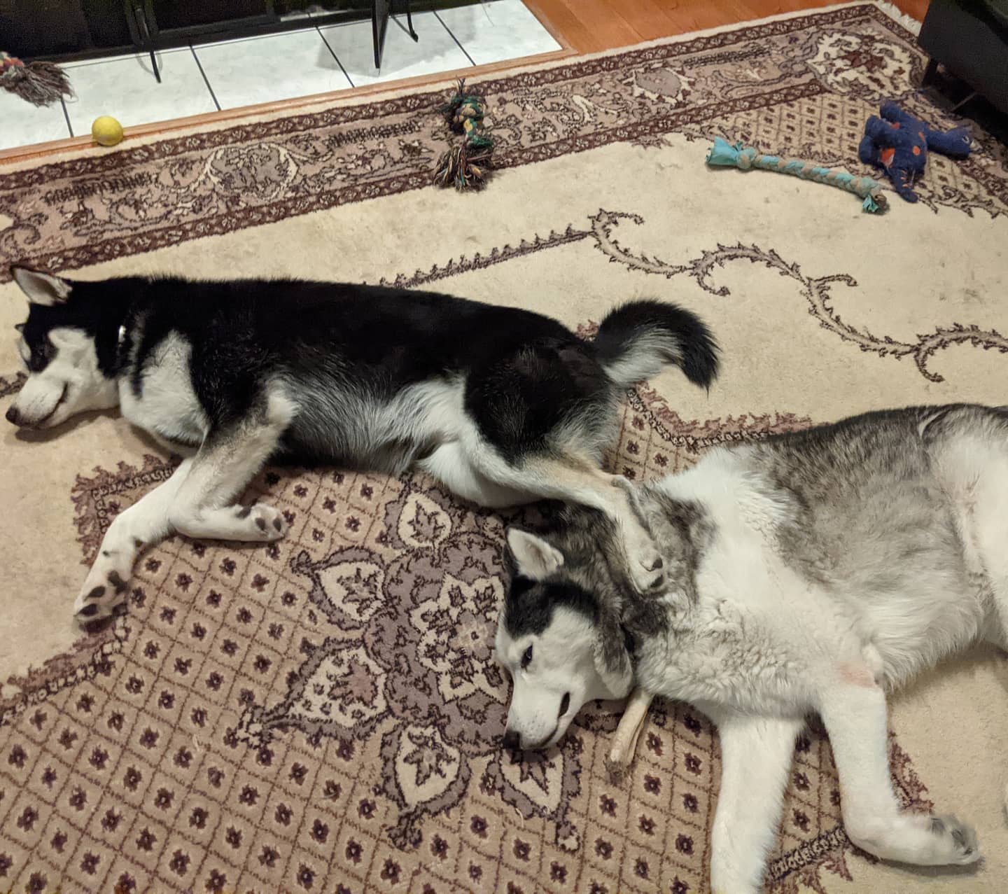 Ahhhhh... Siblings #stlloki #stlnanuq #huskiesofinstagram #siberianhusky