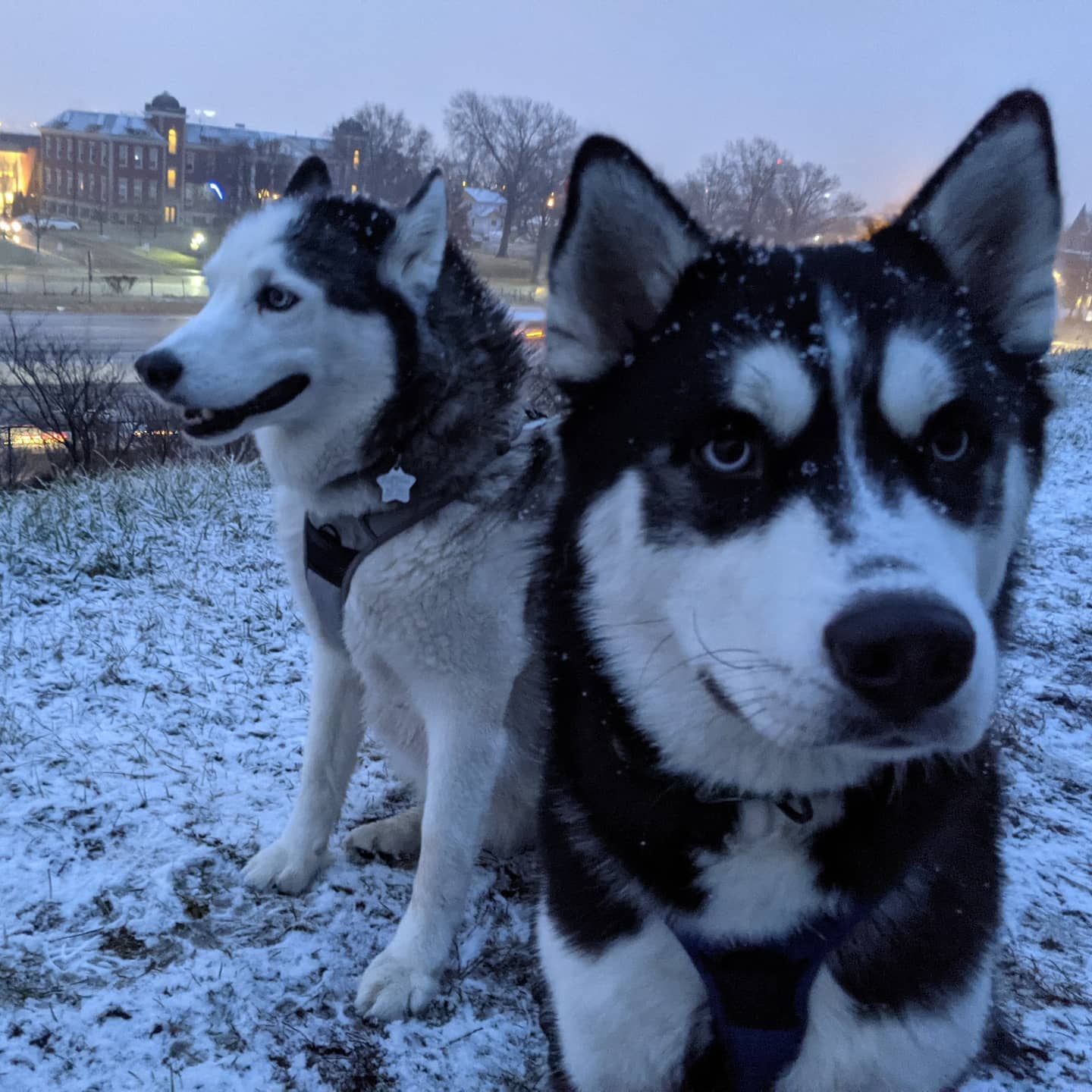 I don't know why, but I am totally in love with this picture of the boys... #stlnanuq #stlloki #siberianhusky #huskiesofinstagram