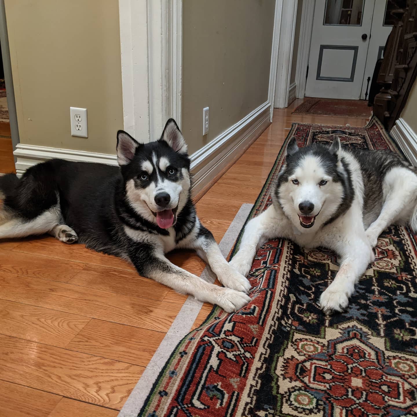 Travel for work can be hard. But coming home to this makes it all seem worth it #stlnanuq #stlloki #siberianhusky #huskiesofinstagram