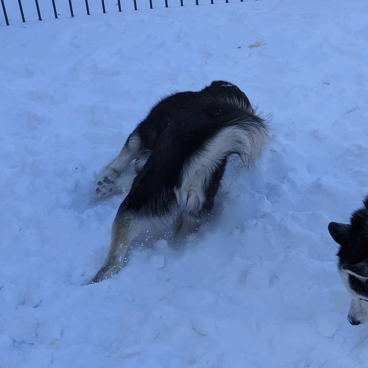 And here is Nanuq diving headfirst into the snow #huskiesofinstagram #siberianhusky #stlnanuq