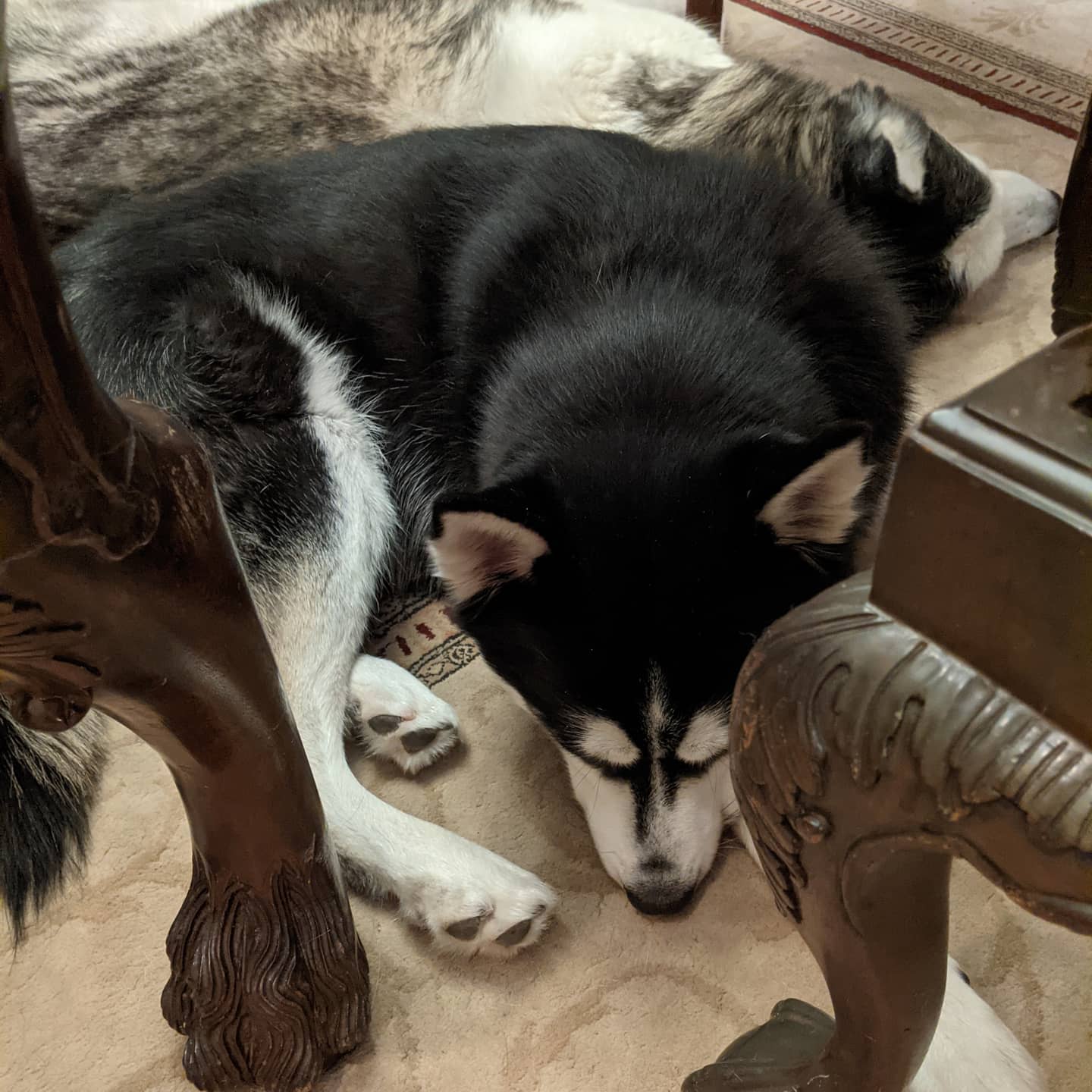 Having huskies means never eating alone... #stlnanuq #stlloki #huskiesofinstagram #siberianhusky