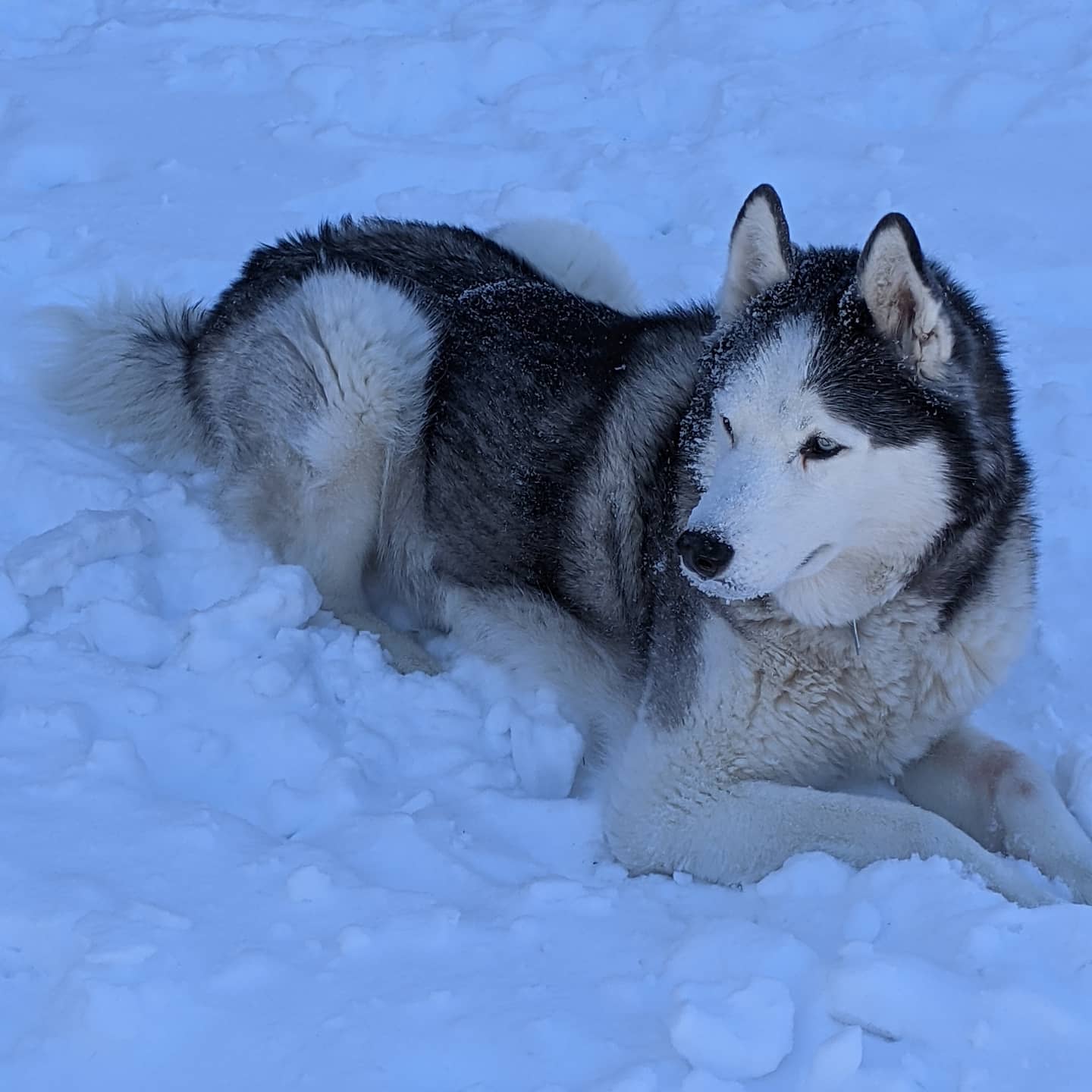 Well someone's in his element... #siberianhusky #stlloki #huskiesofinstagram