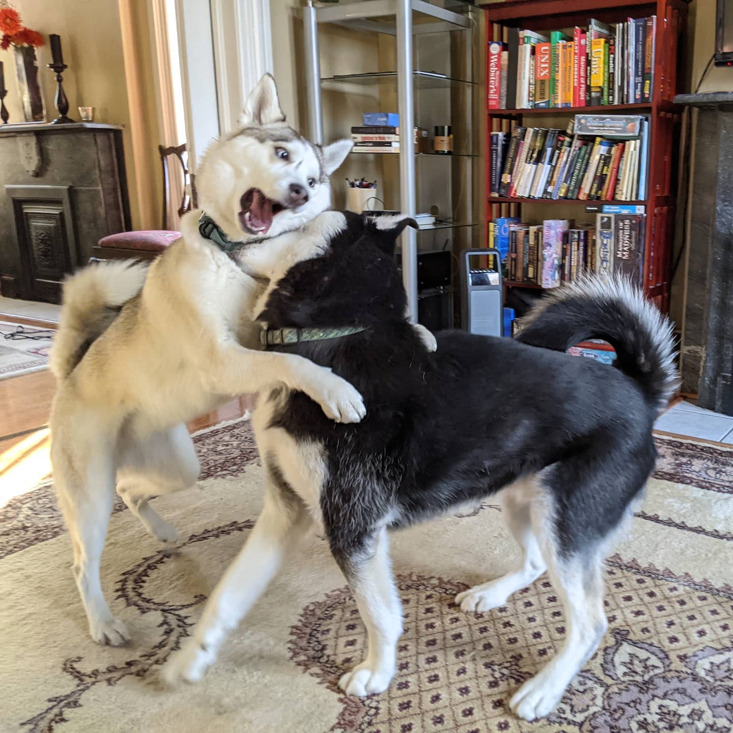 Urgh... Rowdy houseguests... #stlhuskymishka #stlnanuq