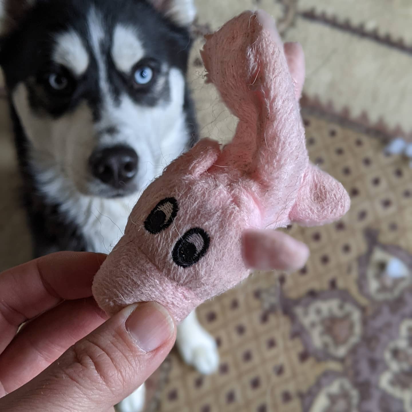 This little piggy went to heaven... #stlnanuq #huskiesofinstagram #siberianhusky The word "eviscerated" springs to mind.