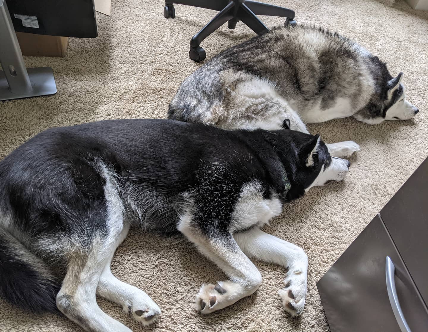 I'll admit some of it is perspective... But good grief Nanuq is huge for just over a year old!! #stlnanuq #stlloki #siberianhusky #huskiesofinstagram