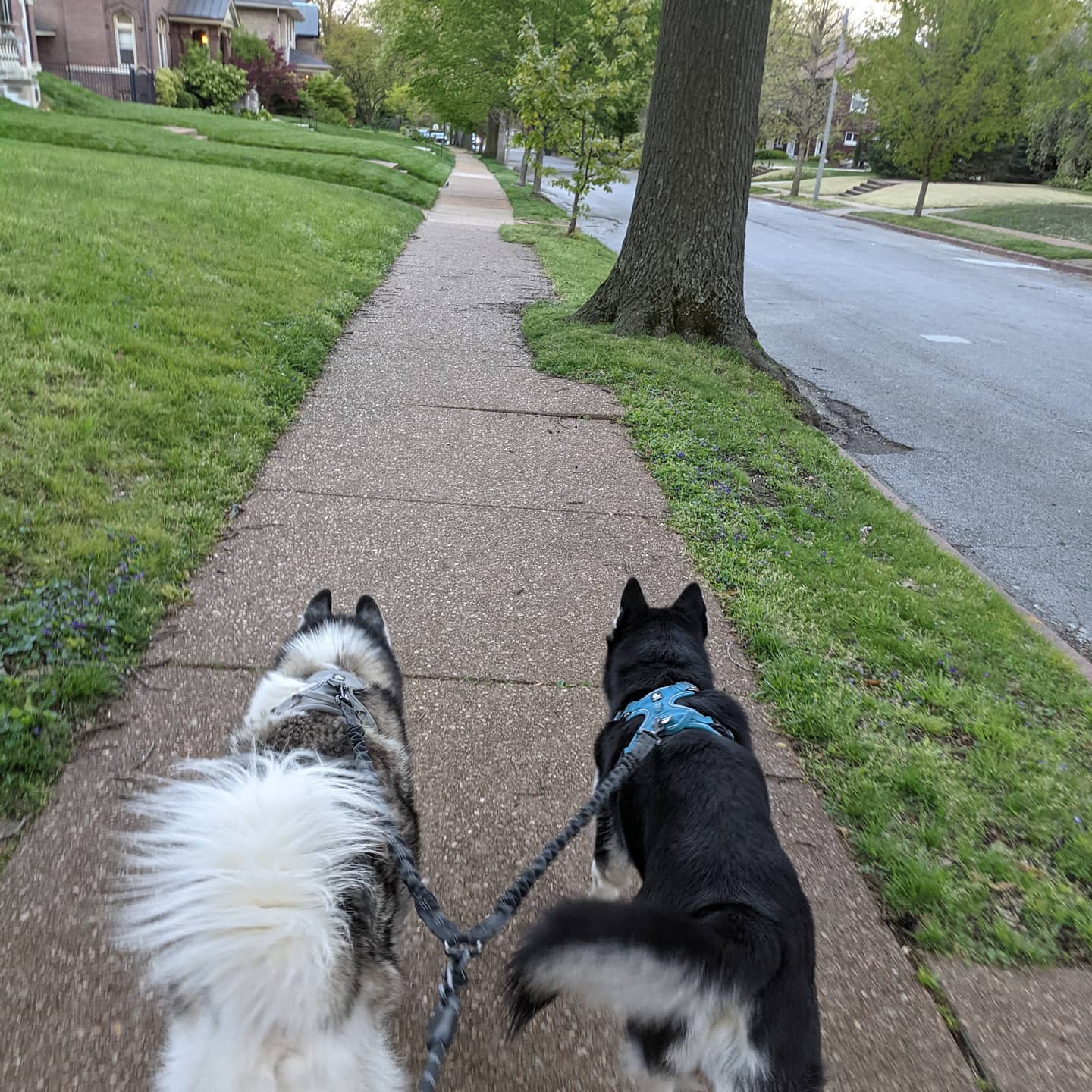 Happy huskies #stlloki #stlnanuq #huskiesofinstagram #siberianhusky