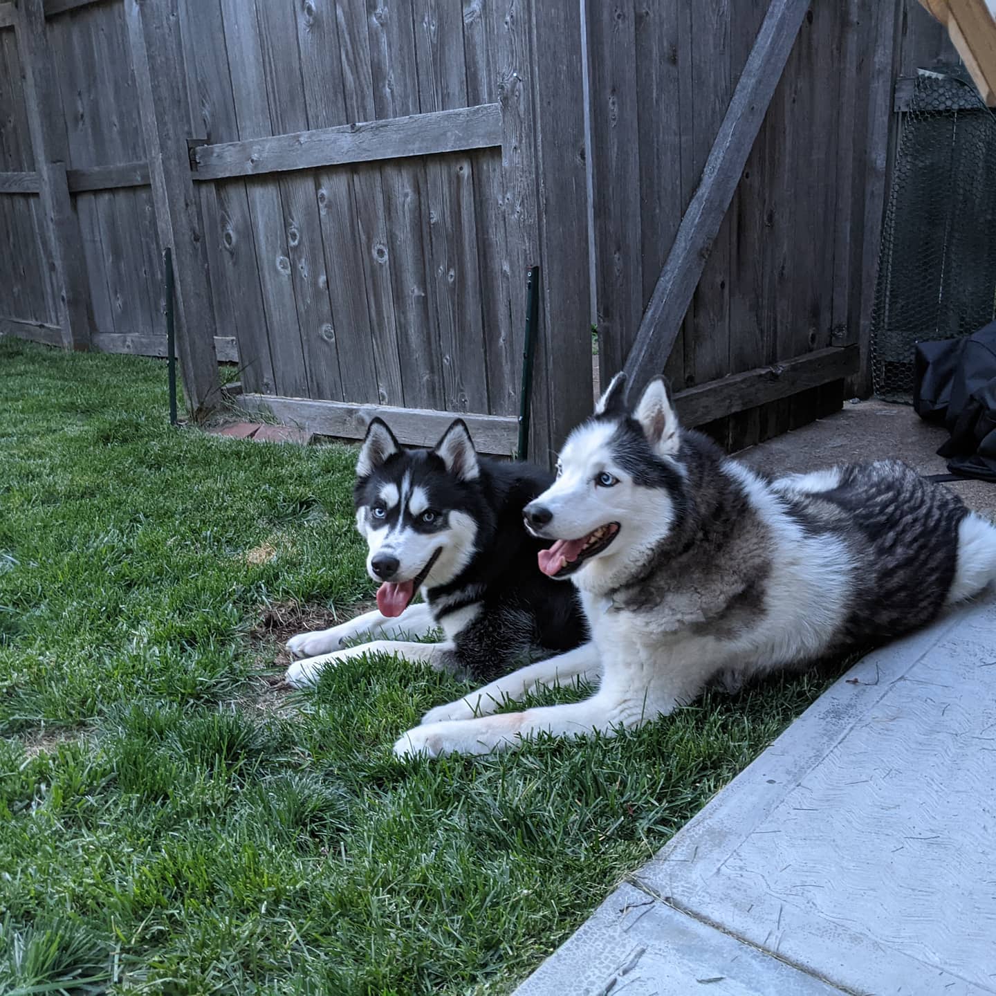 My boys #stlnanuq #stlloki #huskiesofinstagram #siberianhusky