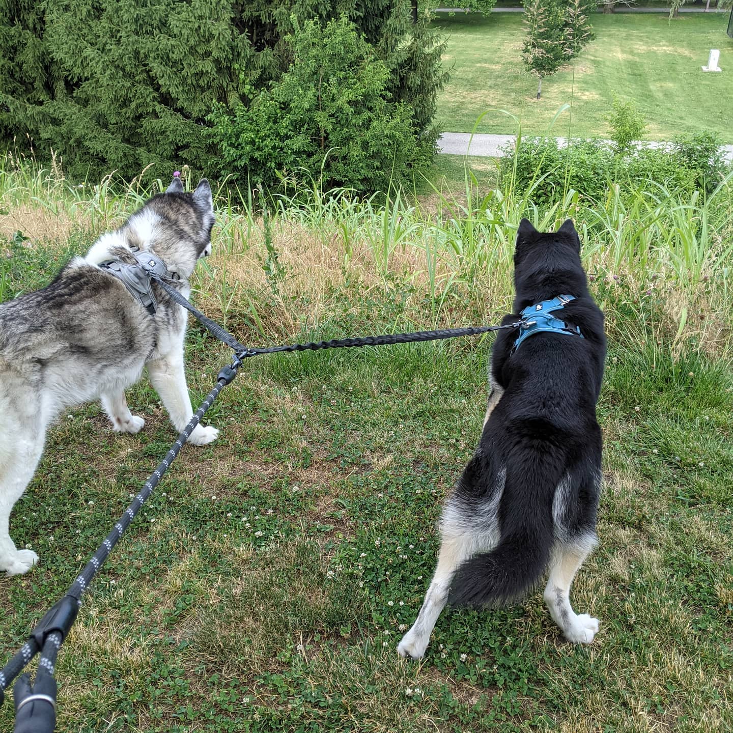 The boys saw a rabbit. I almost slid down the hill on my face  #stlnanuq #stlloki #siberianhusky #huskiesofinstagram