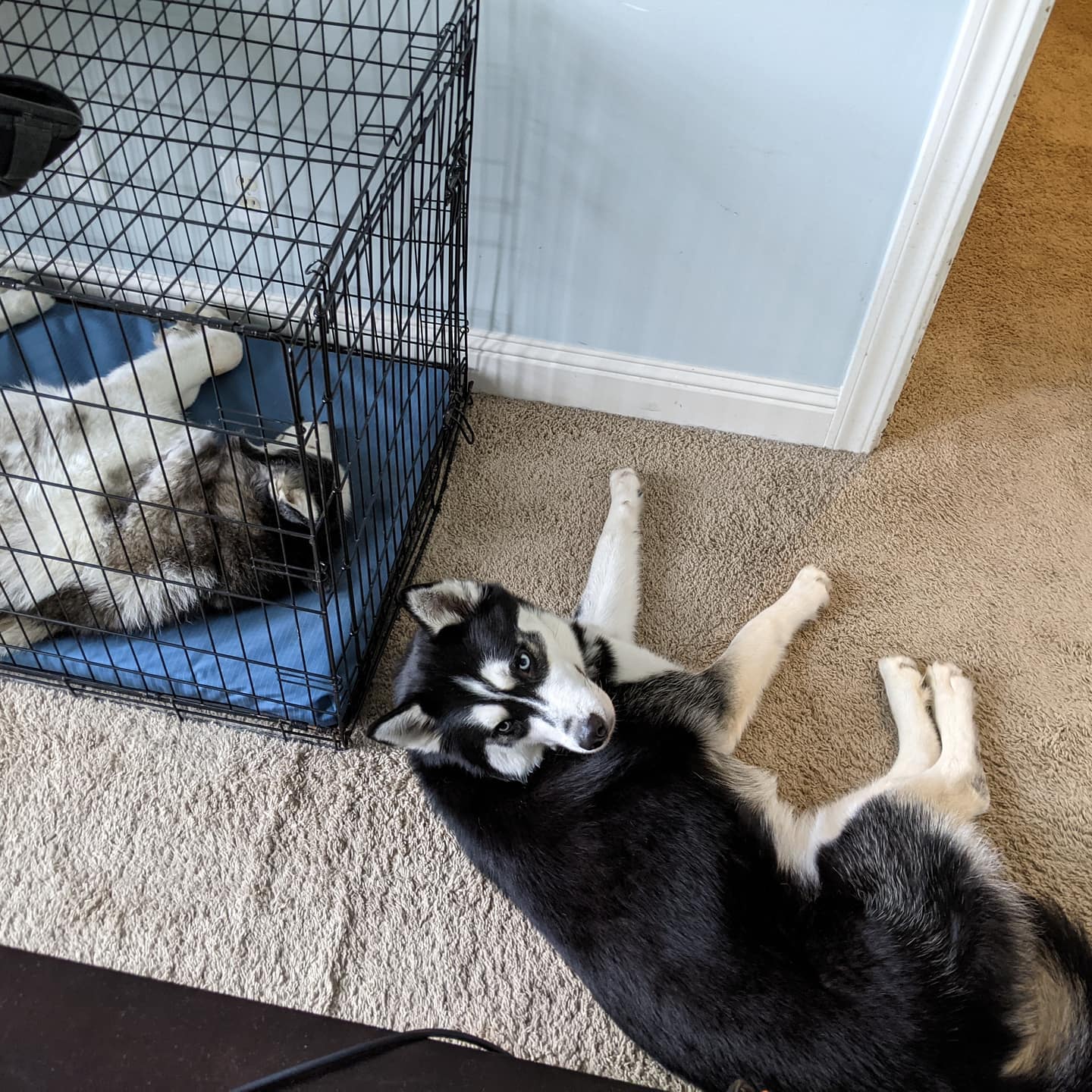 @stlloki was a bad boy this morning so is cooling his heels for a bit in his crate. #stlnanuq insists on keeping the jailbird company.I mean, it is cute LOL#siberianhusky #huskiesofinstagram