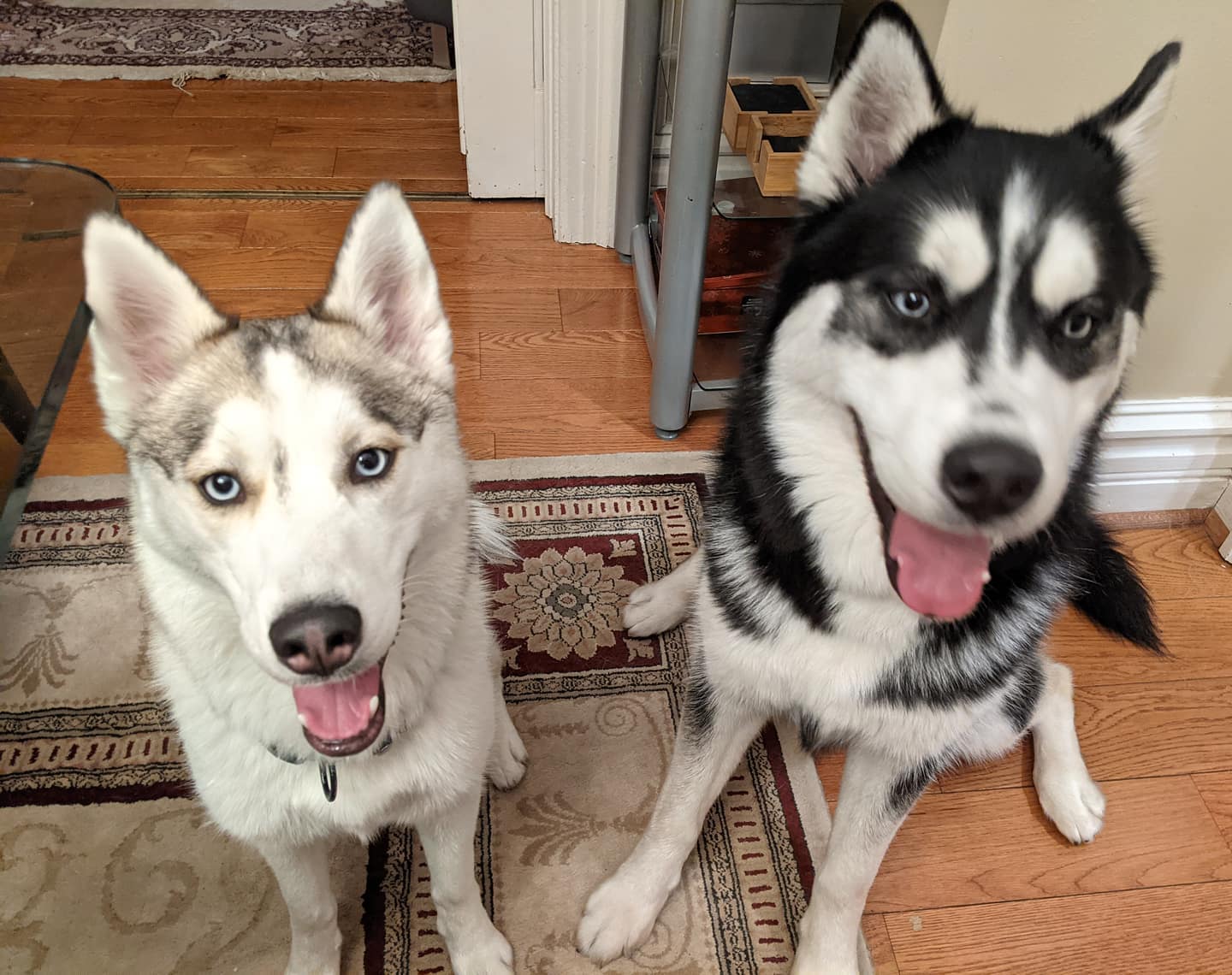 Awww siblings. #stlnanuq #stlhuskymishka