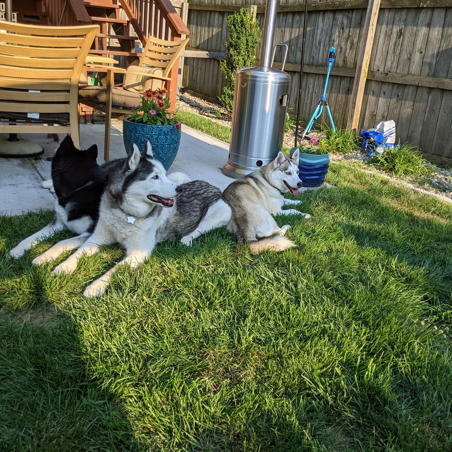 It didn't last long but I captured the whole pack relaxing #stlnanuq #stlloki #stlhuskymishka #siberianhusky #huskiesofinstagram