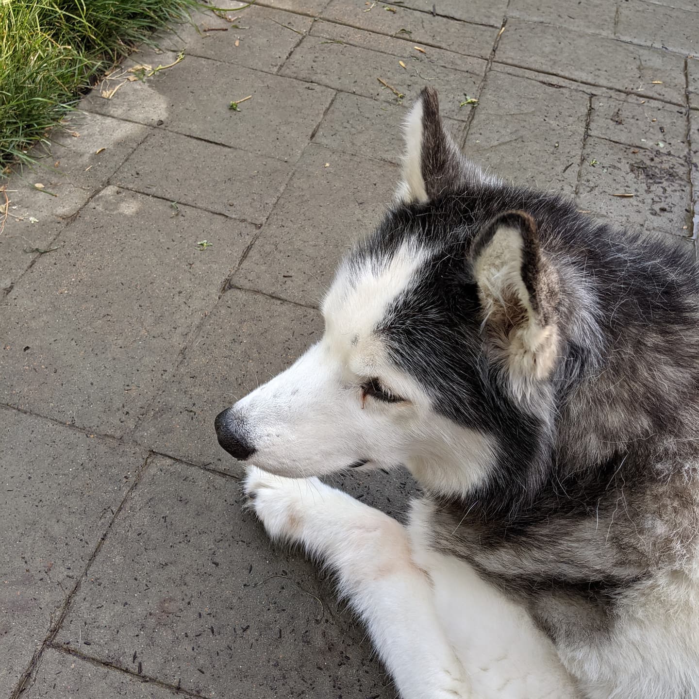 The old man and I are chilling in the yard before I head out again to Oklahoma. #stlloki #siberianhusky #huskiesofinstagram