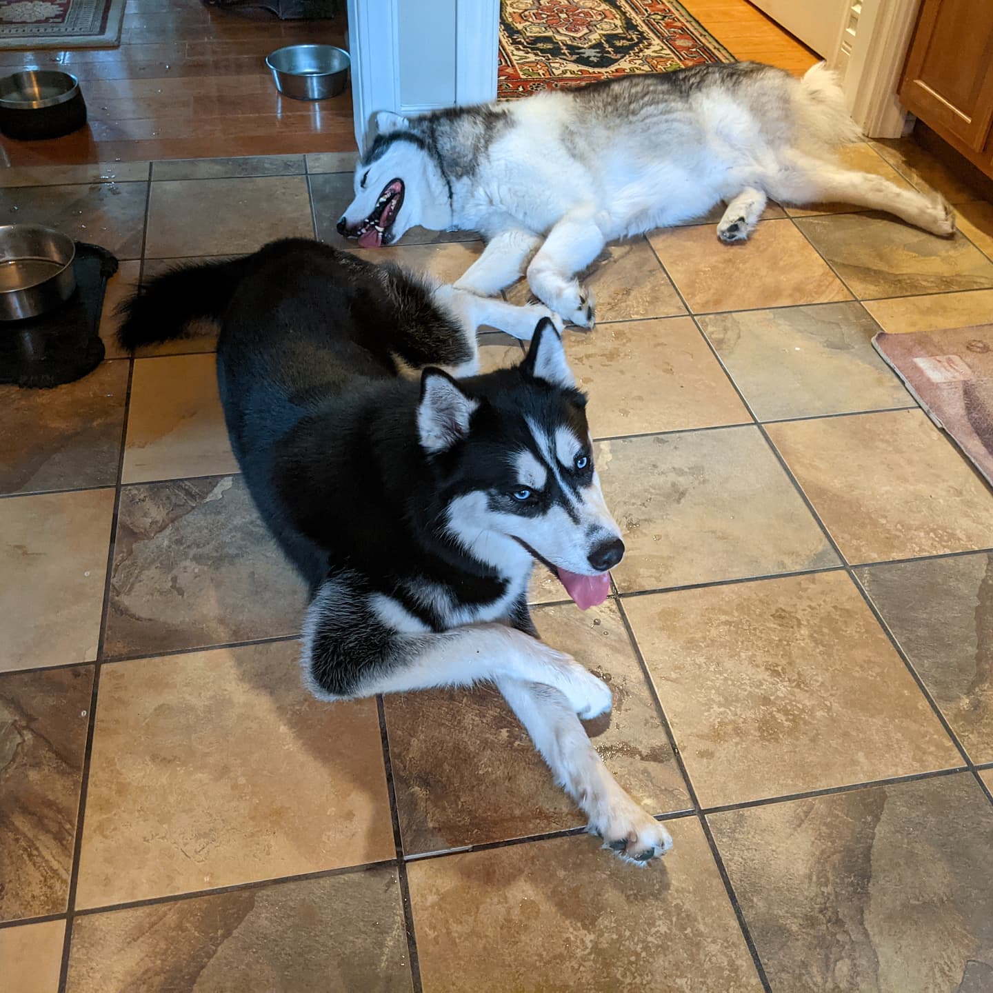 Awwww tired boys after a walk #stlnanuq #stlloki #siberianhusky #huskiesofinstagram #stlouis