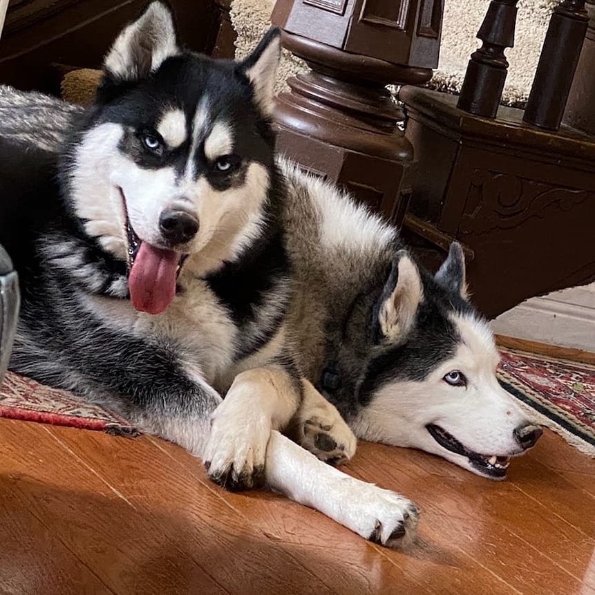 Well of course for #nationaldogday I just have to post a big HI from my pack #huskiesofinstagram #siberianhusky #stlnanuq #stlloki