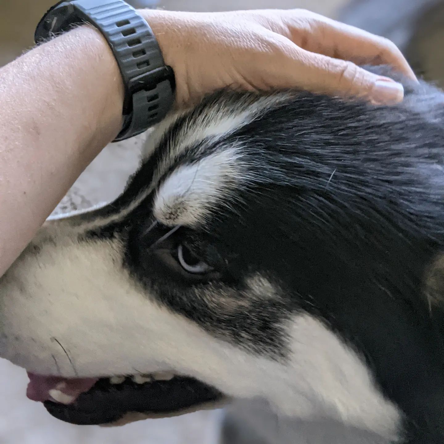 There are days working from home that I wonder how I ever get any work done with this little guy looking for attention 🙂 #stlnanuq #siberianhusky #huskiesofinstagram