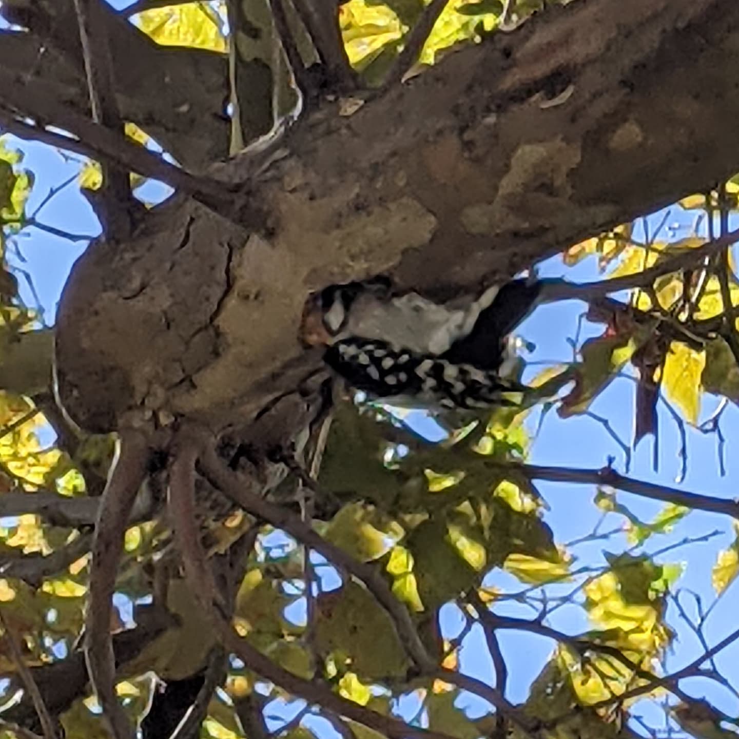 Walking around Sandusky Ohio, heard a knocking nearby. Spotted this little guy burrowing into the underside of a tree branch and couldn't resist taking a quick pic.