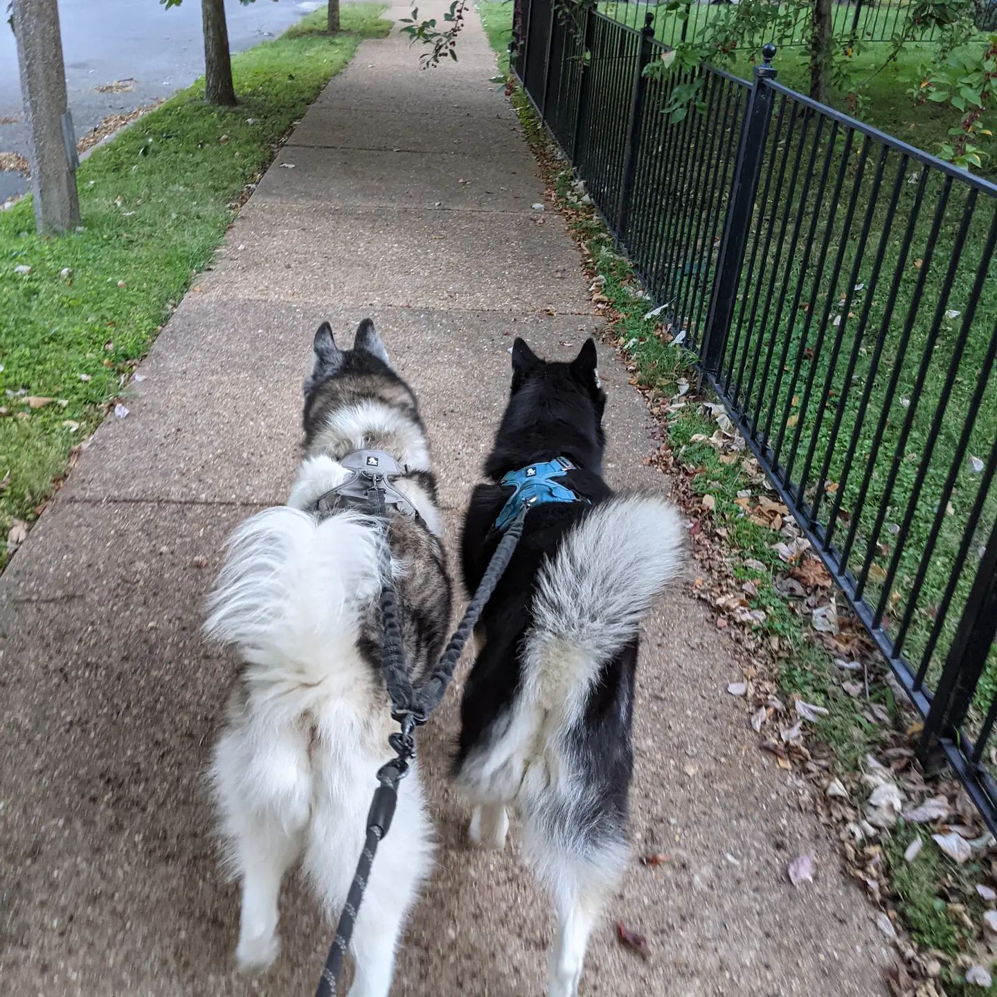 Happy Husky Butts to brighten your Thursday #stlloki #stlnanuq #siberianhusky #huskiesofinstagram