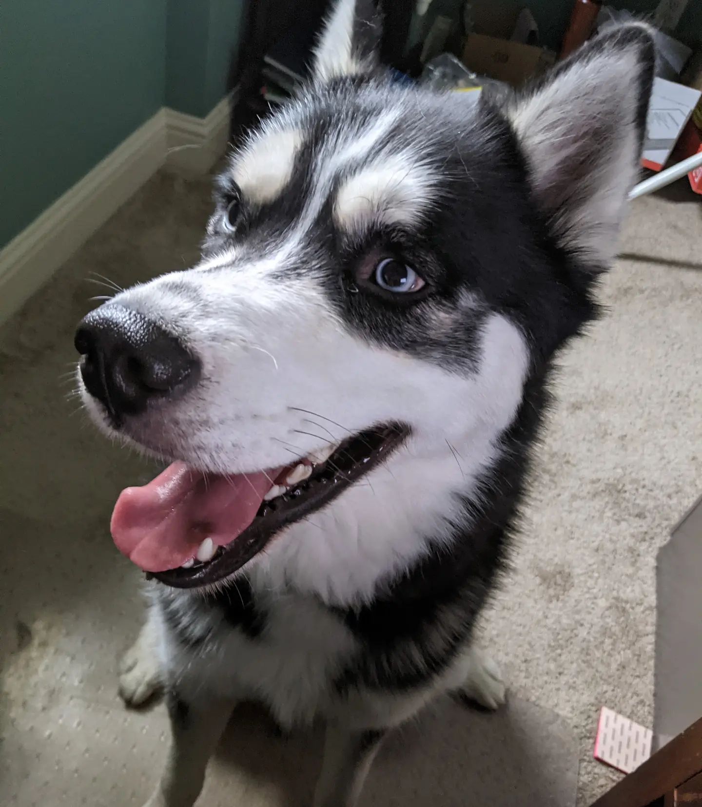 Not sure how anyone's supposed to get any work done with this boy around. Also not sure I care lol #stlnanuq #siberianhusky #huskiesofinstagram