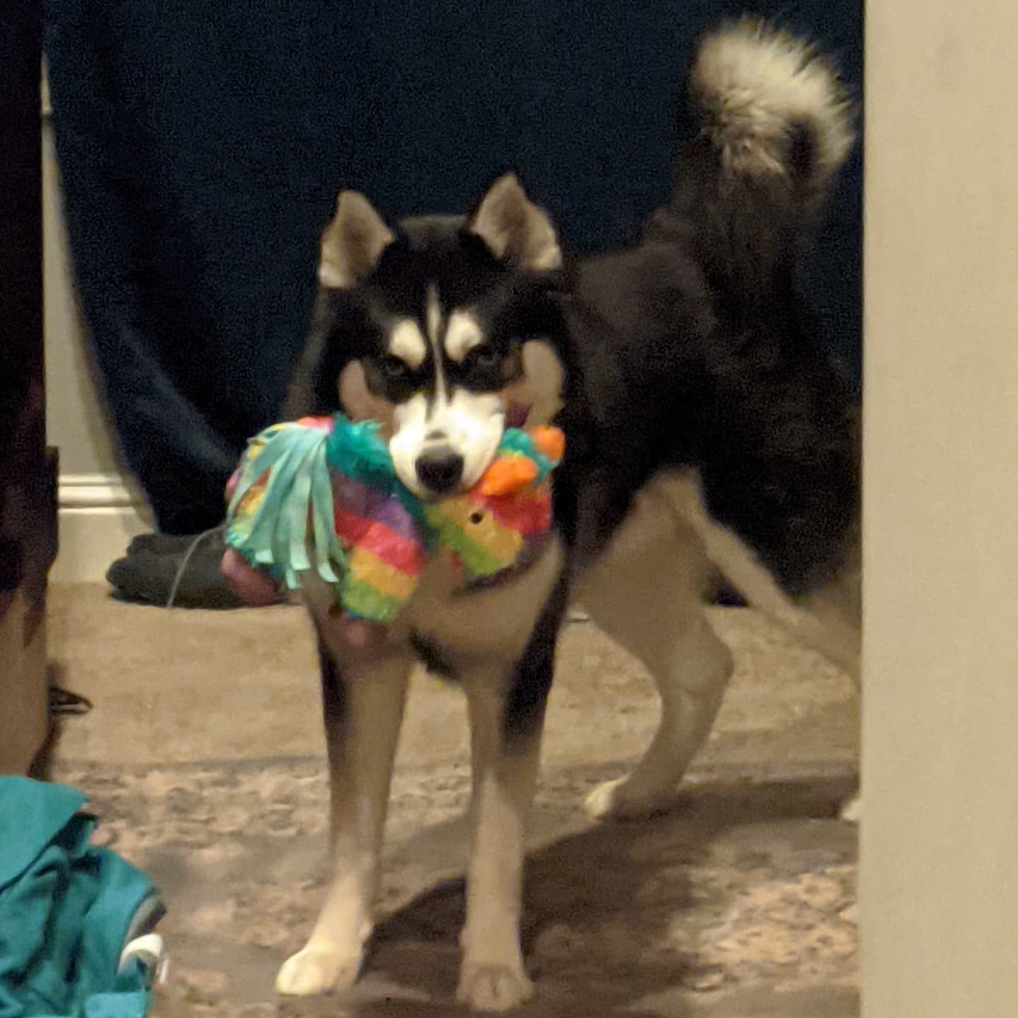 This is Nanuq's look of "How dare you move my toy from where I left it!" #stlnanuq #siberianhusky #huskiesofinstagram
