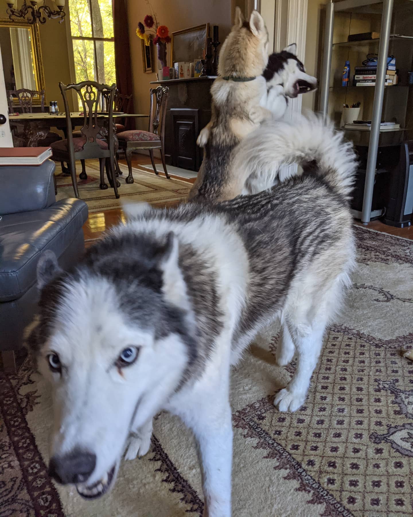 Handsome boy Loki #stlloki. Just try to ignore the kids fighting in the background #stlhuskymishka #stlnanuq #siberianhusky #huskiesofinstagram