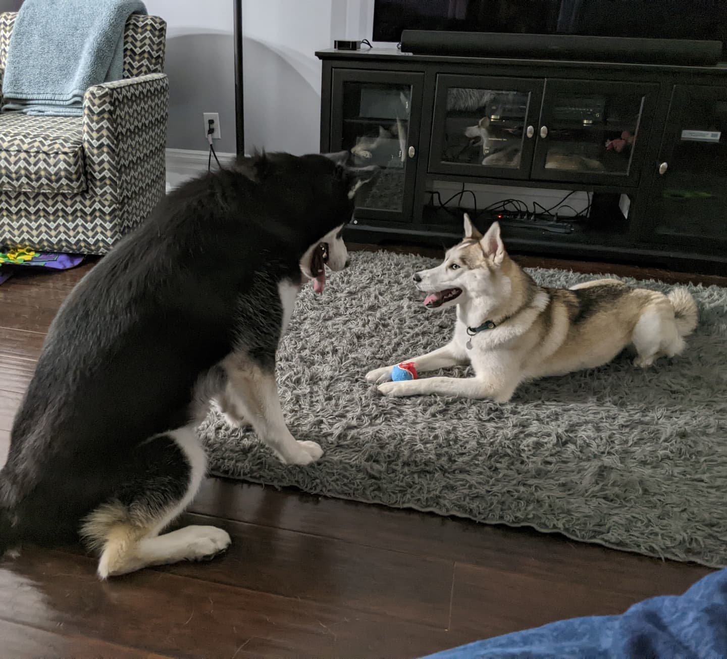 There's a standoff here over a squeaky ball... #stlnanuq #stlhuskymishka #huskiesofinstagram