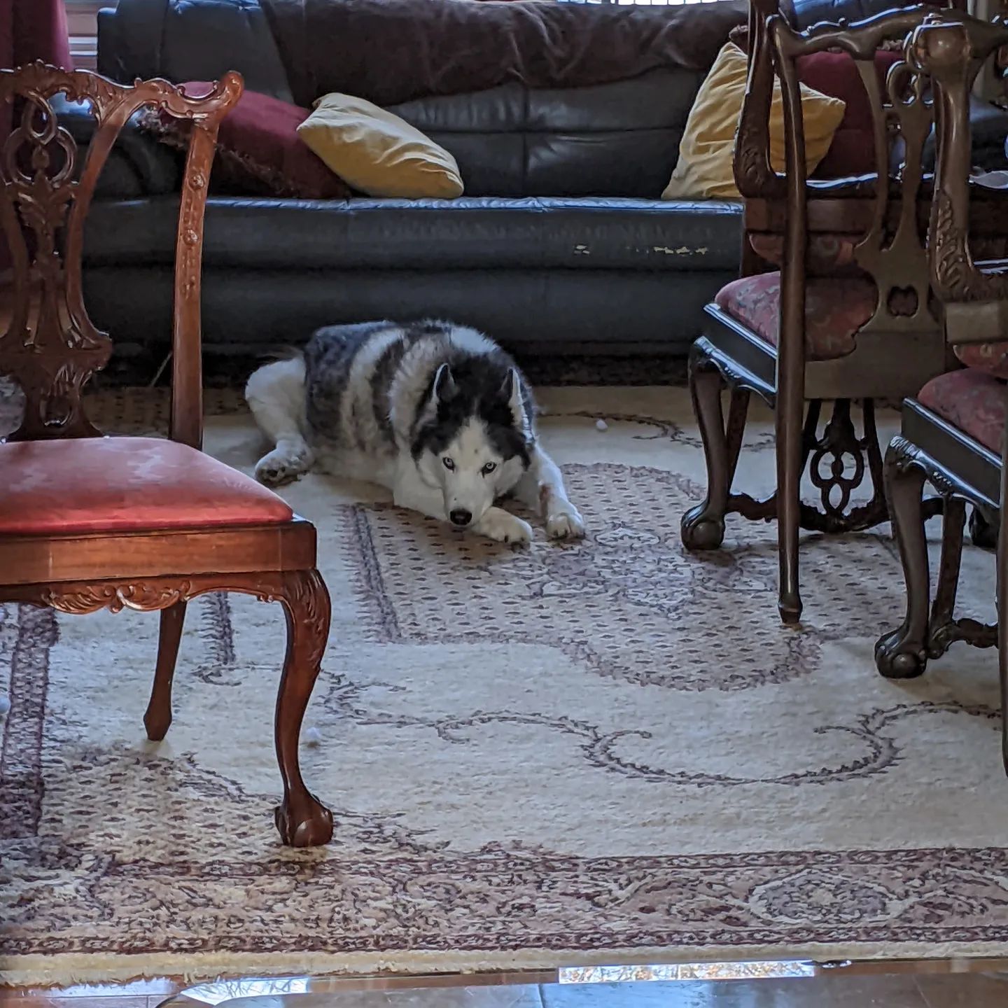 Someone is not thrilled that I'm cleaning... #siberianhusky #huskiesofinstagram #stlloki