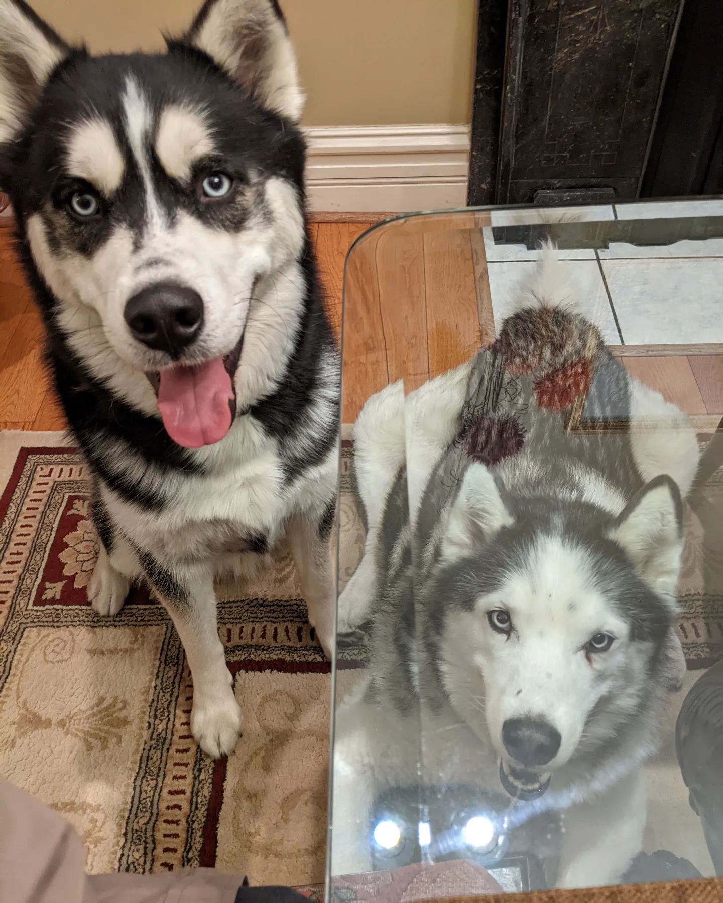 And this is what happens when I'm gone for a week and try to eat when I get home lol #siberianhusky #huskiesofinstagram #stlnanuq #stlloki