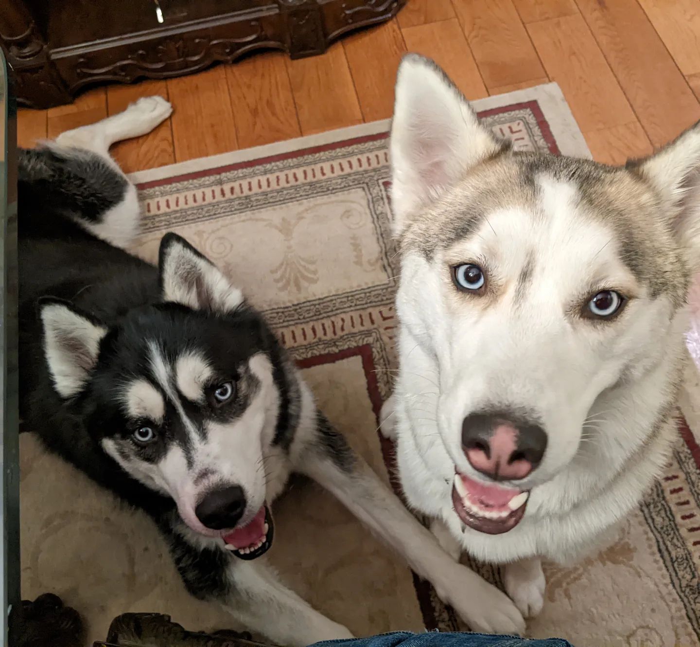 These kids are just the most amazing pups. Knocking on the door of 2 years old! #stlhuskymishka #stlnanuq #huskiesofinstagram #siberianhusky