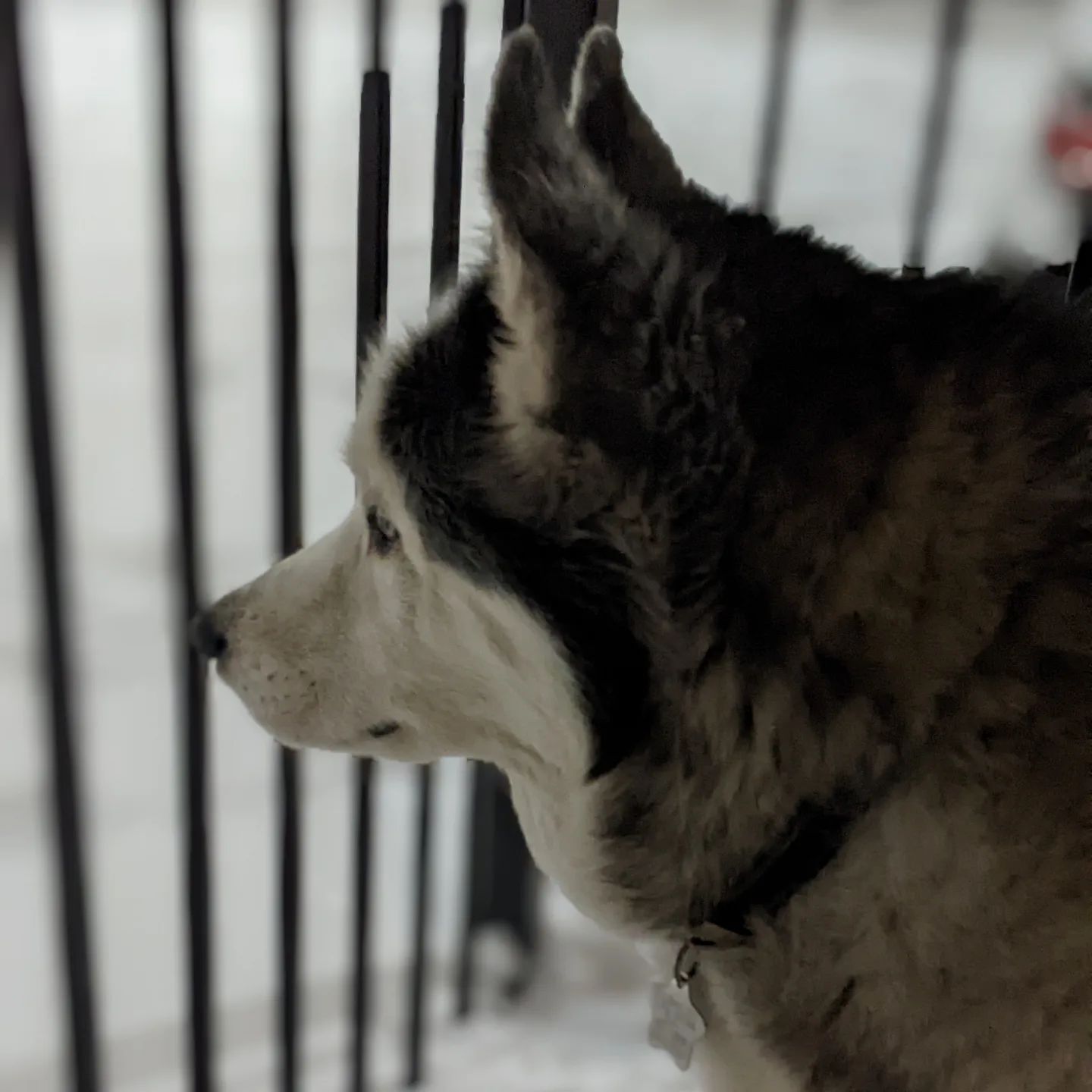 The old man is enjoying the snow and watching the world go by. And maybe a cat... #stlloki #huskiesofinstagram #siberianhusky