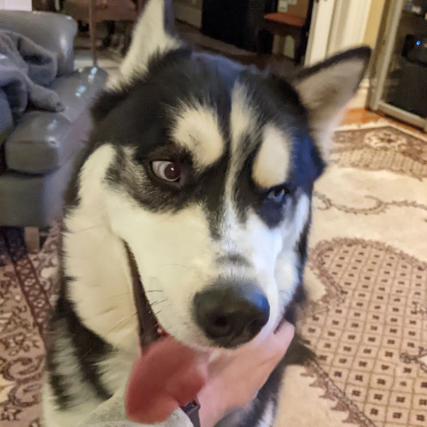 Somebody enjoys scritches... #stlnanuq #siberianhusky #huskiesofinstagram