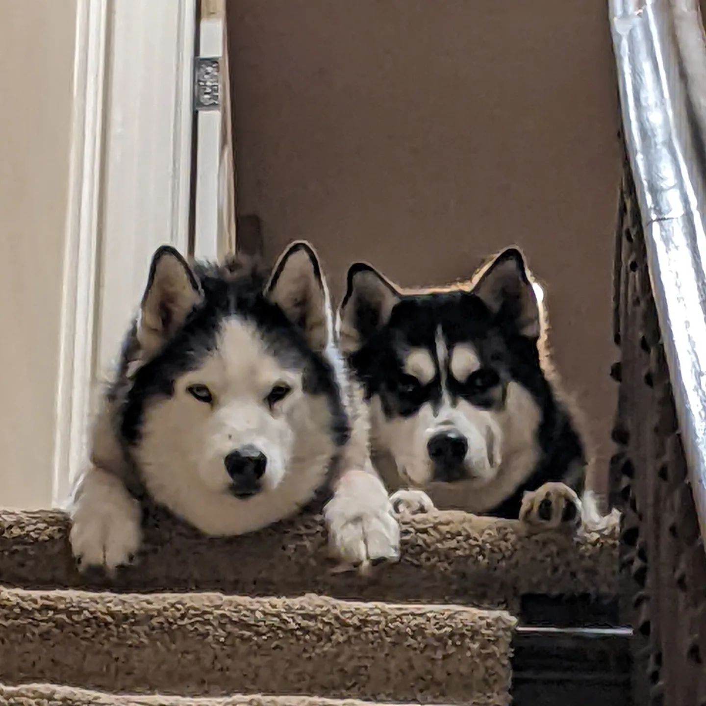 My boys. I'd be lost without them. Even if they do give me "the look" #stlloki #stlnanuq #siberianhusky #huskiesofinstagram