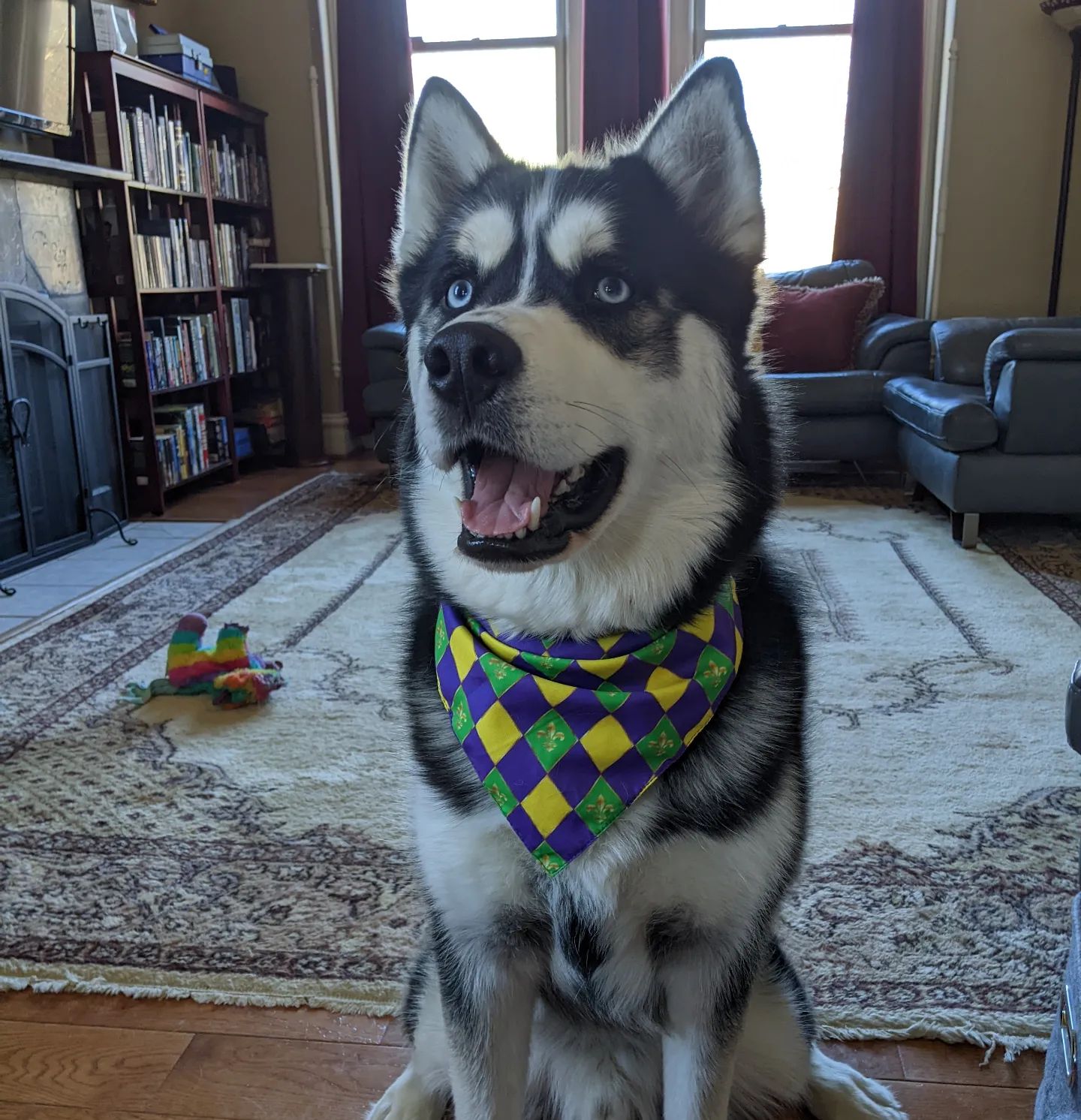 Nanuq in his St Louis Mardi Gras bandana #stlnanuq #siberianhusky #huskiesofinstagram