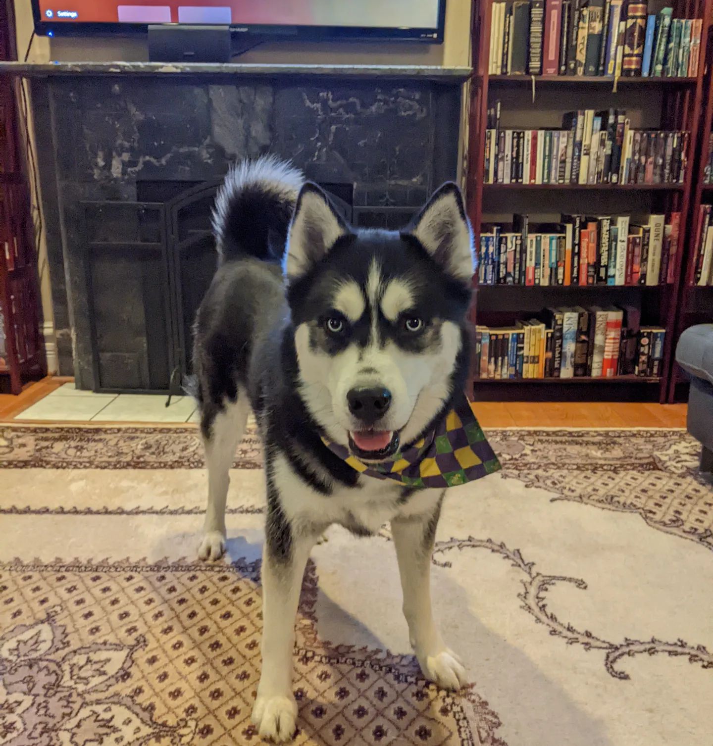 This little derp just walked up to me and said "woof". He didn't bark... He literally said "woof". #stlnanuq #huskiesofinstagram #siberianhusky