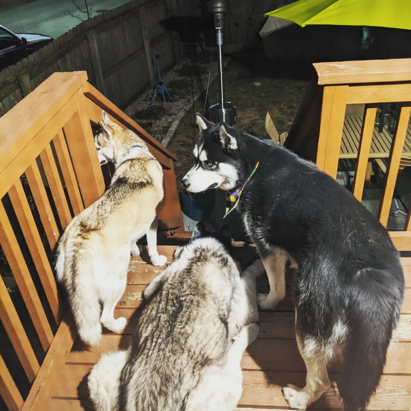 Neighbourhood watch #stlhuskymishka #stlloki #stlnanuq #siberianhusky #huskiesofinstagram