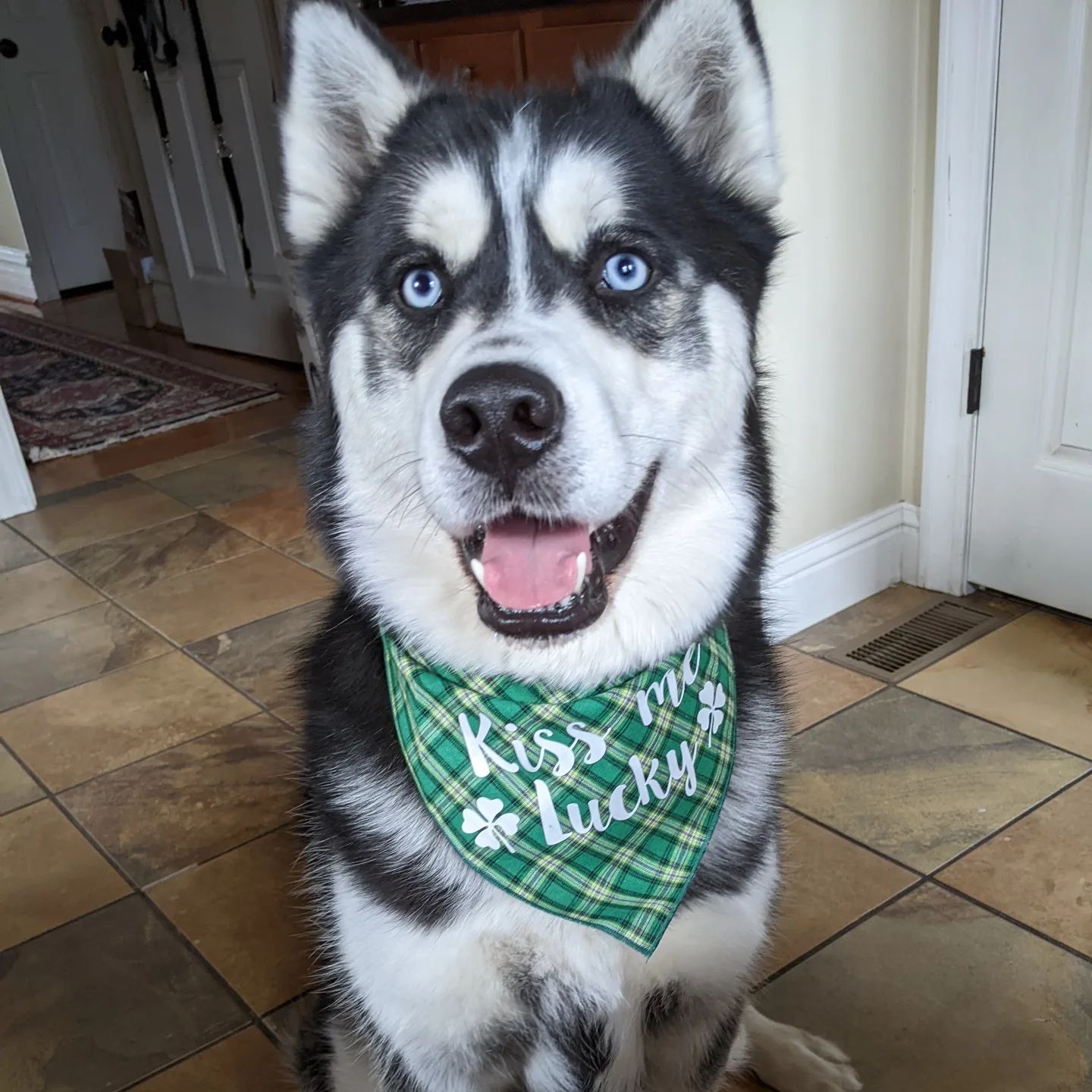 Two weeks to St Patrick's Day for this Irish lad #stlnanuq #huskiesofinstagram #siberianhusky