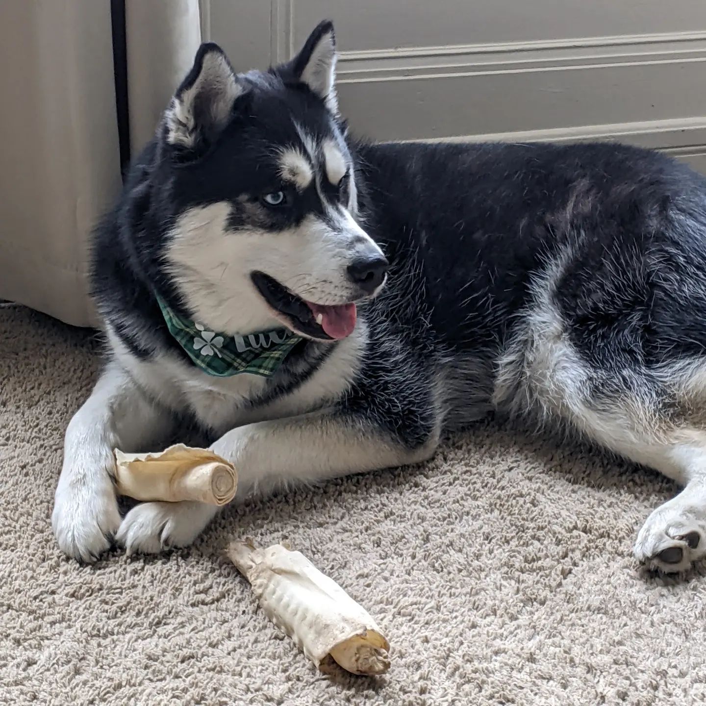 This is Nanuq's look back at Loki saying "Hah! I got here first. They're mine now!!" #stlnanuq #huskiesofinstagram #siberianhusky