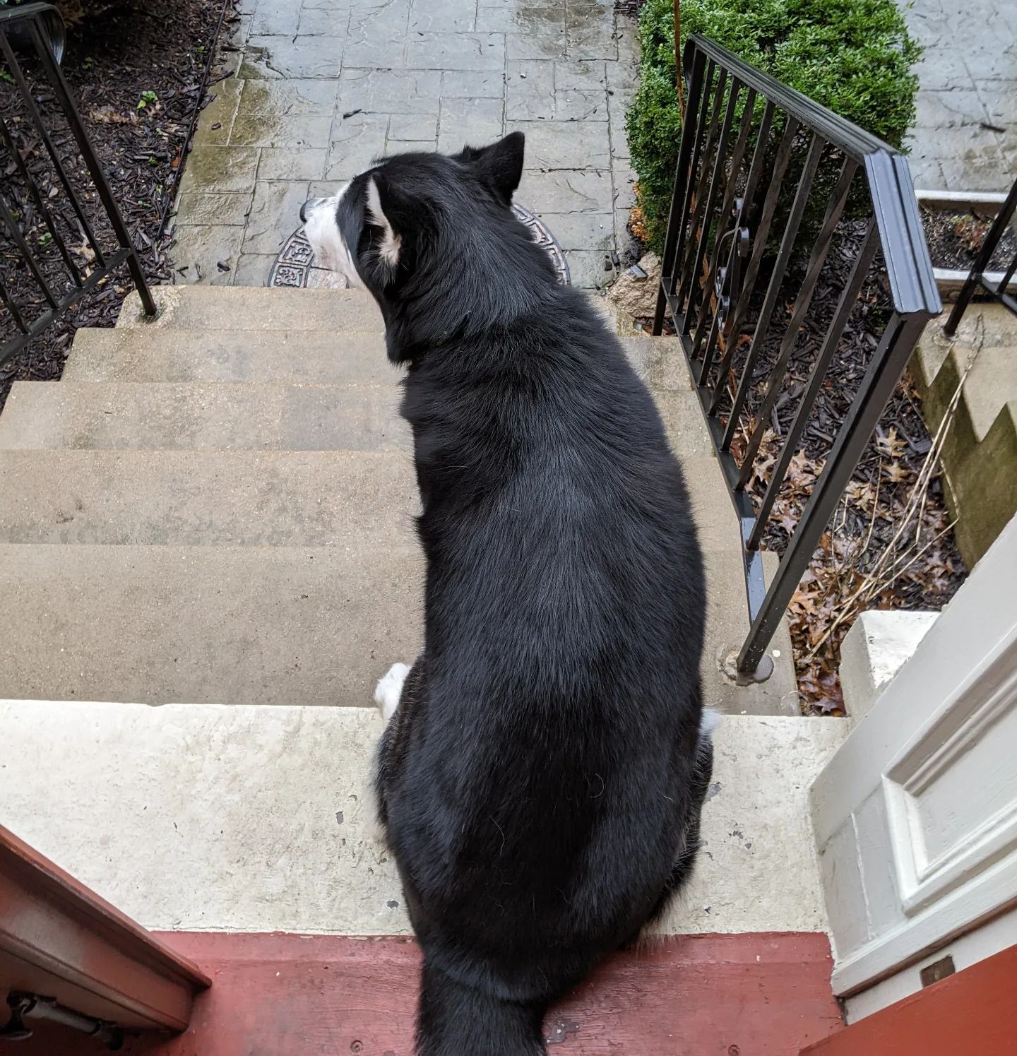 Nanuq is not a fan of the rain #stlnanuq #siberianhusky #huskiesofinstagram